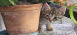REPIXEL FIND A CAT