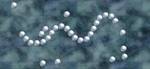 PEARL WORM