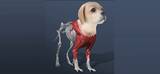 IDLE PET: CREATE CELL BY CELL